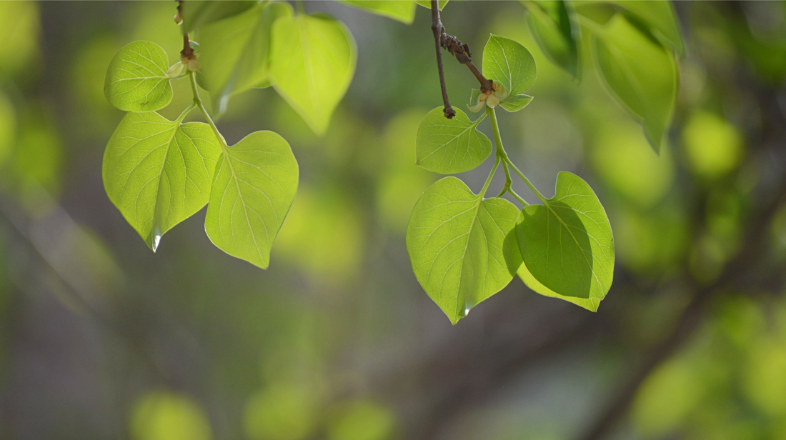 What Is Heartleaf Extract in Skincare?