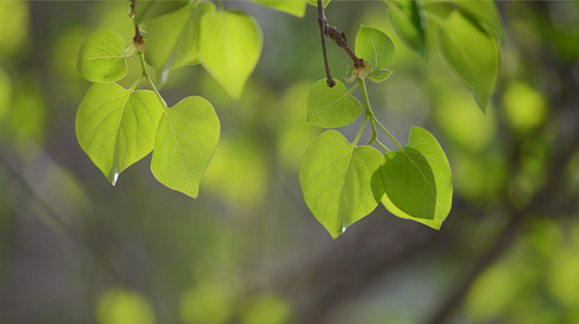 What Is Heartleaf Extract in Skincare?