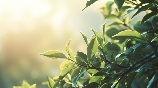 Top Benefits and Effective Uses of Tea Tree Oil