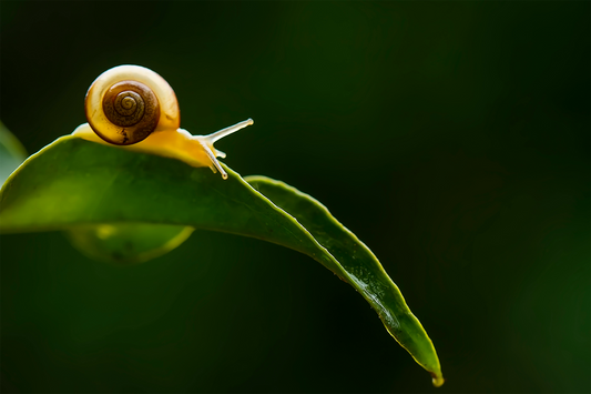 How to Use Snail Mucin for Glowing