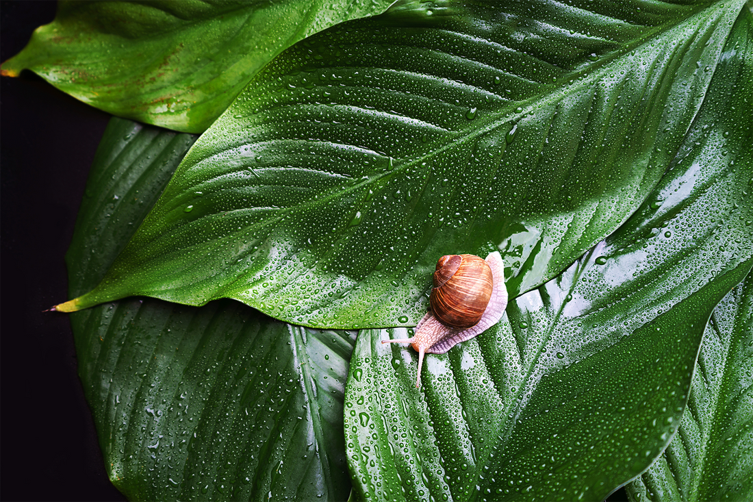 Benefits of Snail Mucin for Skin